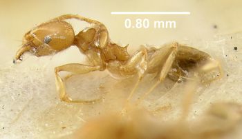Media type: image;   Entomology 20741 Aspect: habitus lateral view